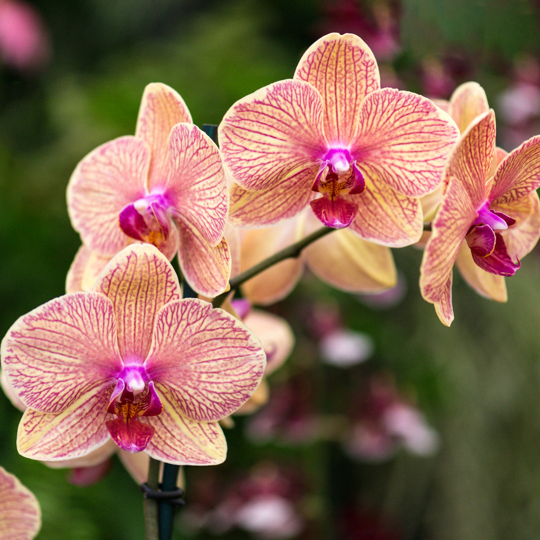 Orchid Flower Seeds Perennial – Heirloom, Non-GMO, High Germination Seeds