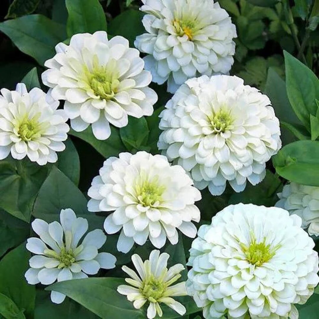 Giant Zinnia Flower Seeds White – Heirloom Non-GMO High Germination Organic Garden
