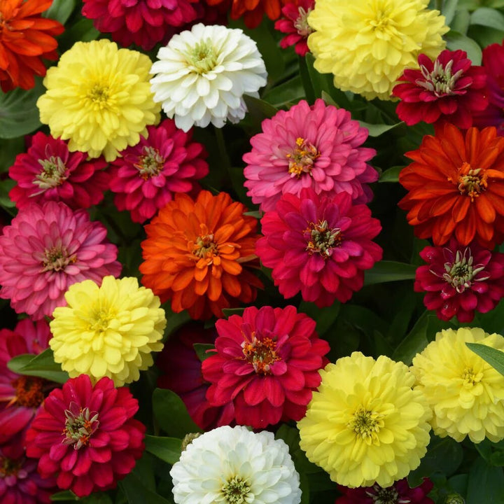 Double Zinnia Flower Seeds – Heirloom, Non-GMO, High Germination for Planting