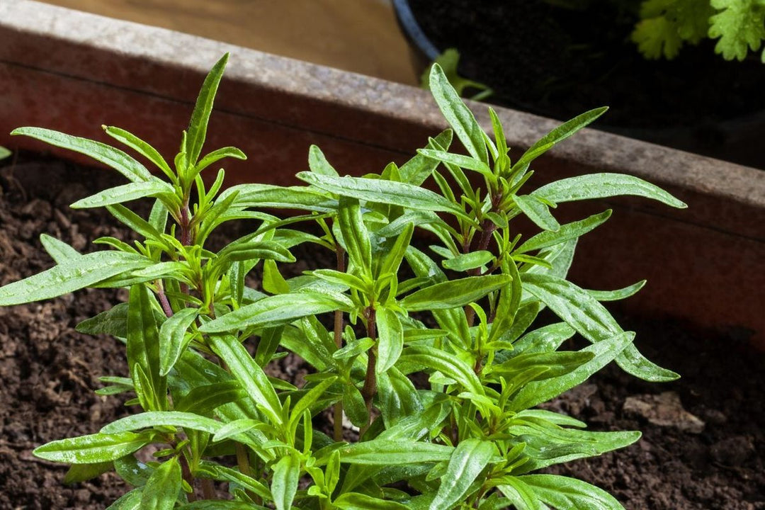 Green Savory Herb Plant Seeds for Planting – Heirloom Non-GMO High Germination Organic Garden Seeds