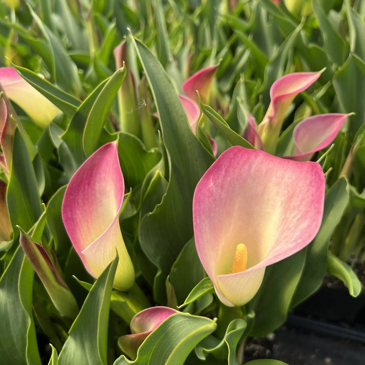 Light Pink Calla Lily Flower Seeds – Heirloom, Non-GMO, High Germination Organic Seeds