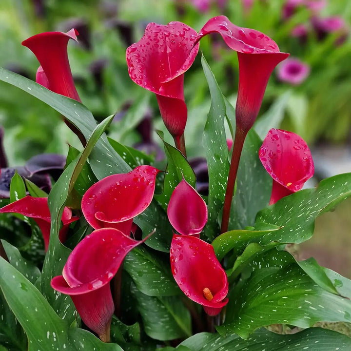 Semillas de Lirio de Agua para Plantar – Semillas Orgánicas de Herencia, No OGM, Alta Germinación