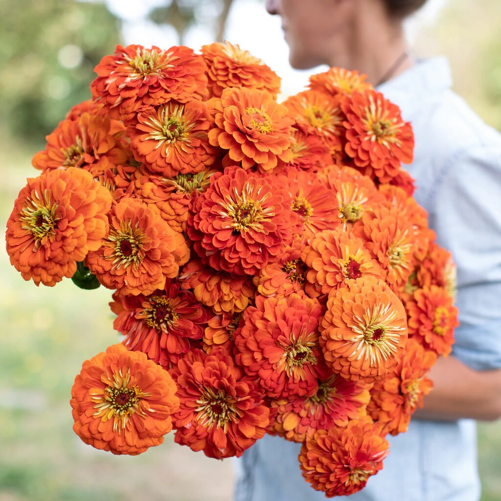 Semillas de Zinnia Gigante Naranja – Variedad Tradicional, No Modificada Genéticamente, Alta Germinación