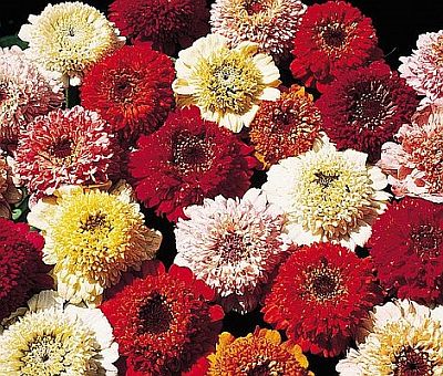 scabiosa flowered flower seeds