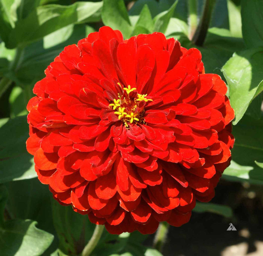 Deep Red Scarlet Flower Seeds – Heirloom Non-GMO High Germination Seeds