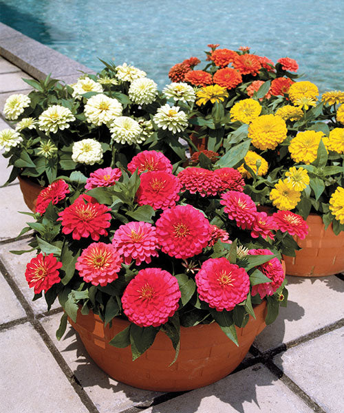 zinniadreamlandfhybridimportedheirloomnongmohighgerminationorganicgarden flower seeds