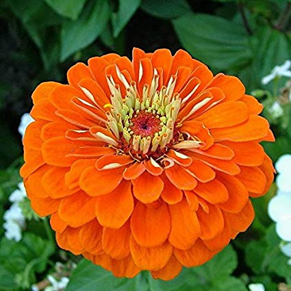 orange zinnia flower seeds
