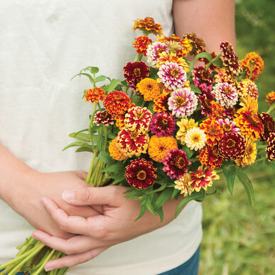 zinniajazzyimportedheirloomnongmohighgerminationorganicgarden flower seeds
