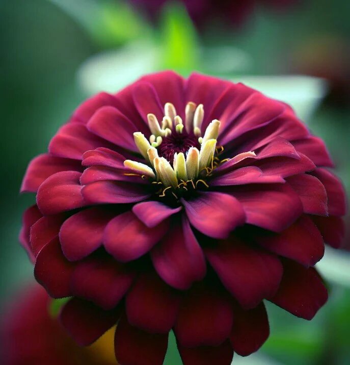 Maroon Zinnia Flower Seeds – Heirloom, Non-GMO, High Germination Seeds