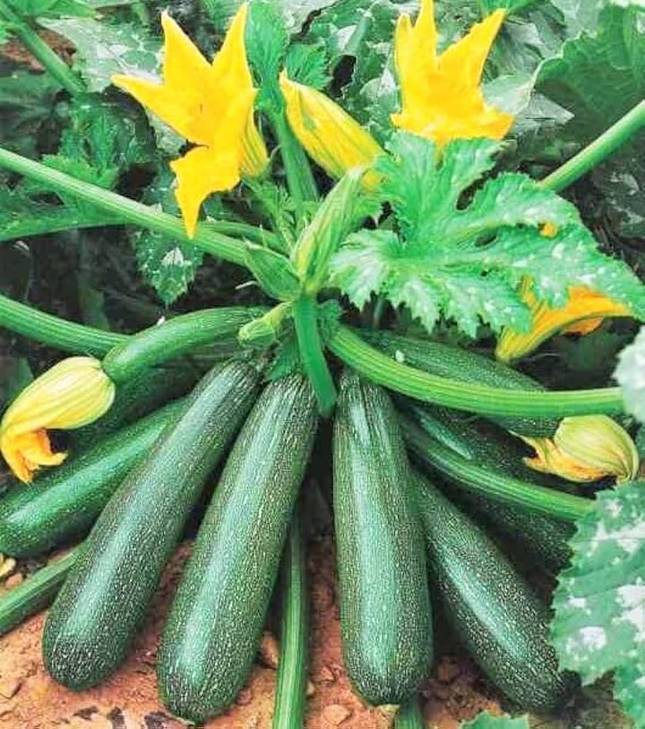 Green Zucchini Flower Seeds – Heirloom, Non-GMO, High Germination Seeds