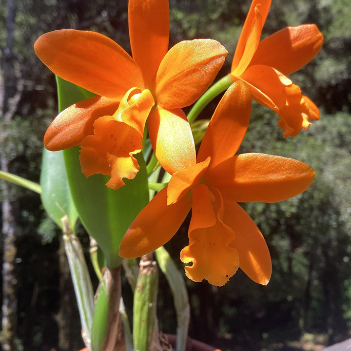 Orange Dendrobium Flowers Seeds – Heirloom, Non-GMO, High Germination Seeds