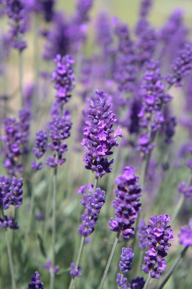 Purple Lavandula Angustifolia Lavender Seeds for Planting | Heirloom Non-GMO High Germination Seeds
