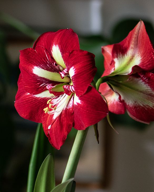 Red White Amaryllis Flower Seeds for Planting Heirloom Non-GMO High Germination Organic Seeds