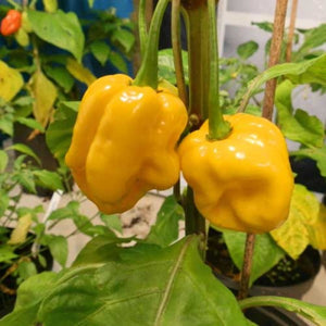 yellow trinidad flower seeds