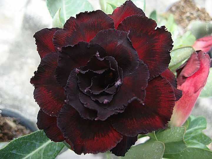 Maroon Adenium Obesum Flower Seeds for Planting – Heirloom Non-GMO Seeds