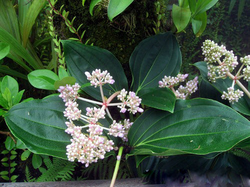 White Medinilla Magnifica Flower Seeds – Heirloom, Non-GMO, High Germination Seeds