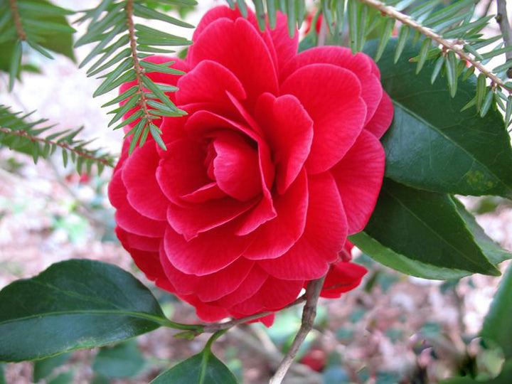 Red Gardenia Flower Seeds – Heirloom, Non-GMO, High Germination Seeds