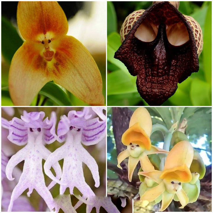 Mixed Dracula Orchid Flower Seeds – Heirloom, Non-GMO, High Germination Seeds