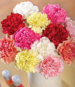 Carnation Flower Seeds Mixed – Heirloom, Non-GMO, High Germination Garden Seeds