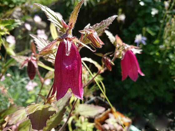 Red Campanula Flower Seeds – Heirloom, Non-GMO, High Germination Seeds for Planting