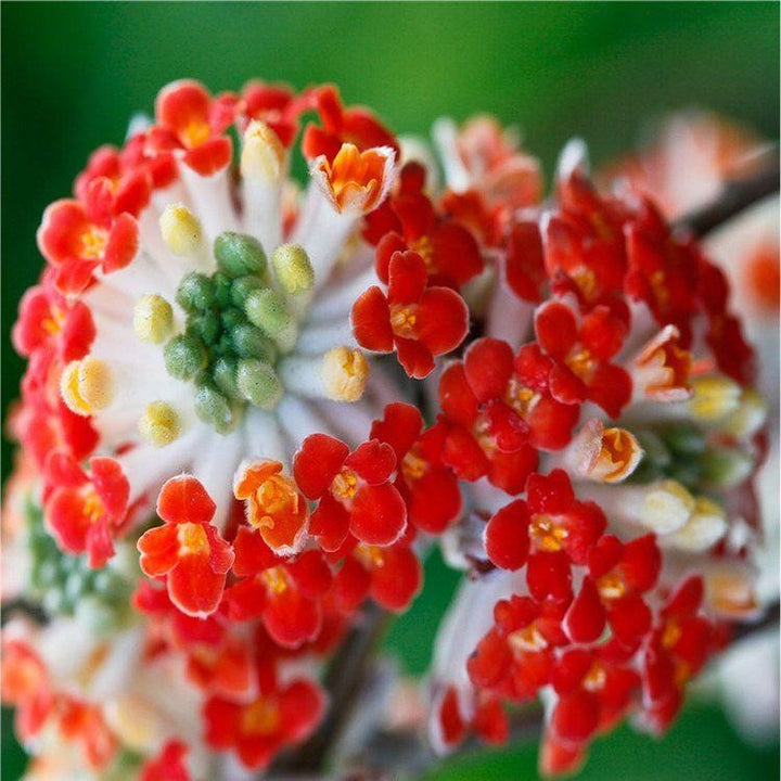 Red Edgeworthian Flower Seeds – Heirloom Non-GMO High Germination Seeds