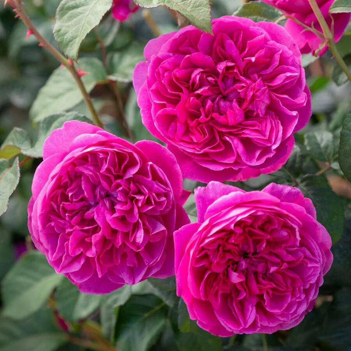 Pink Austin Rose Flower Seeds for Planting Heirloom Non-GMO High Germination Organic Garden Seeds