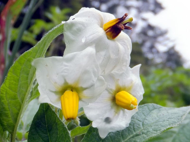White Tuberosum Flower Seeds Heirloom Non-GMO High Germination Organic Garden Seeds for Planting