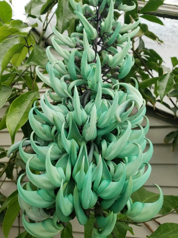Semillas de flor Strongylodon verde – Cimarrón, sin OGM, semillas de alta germinación