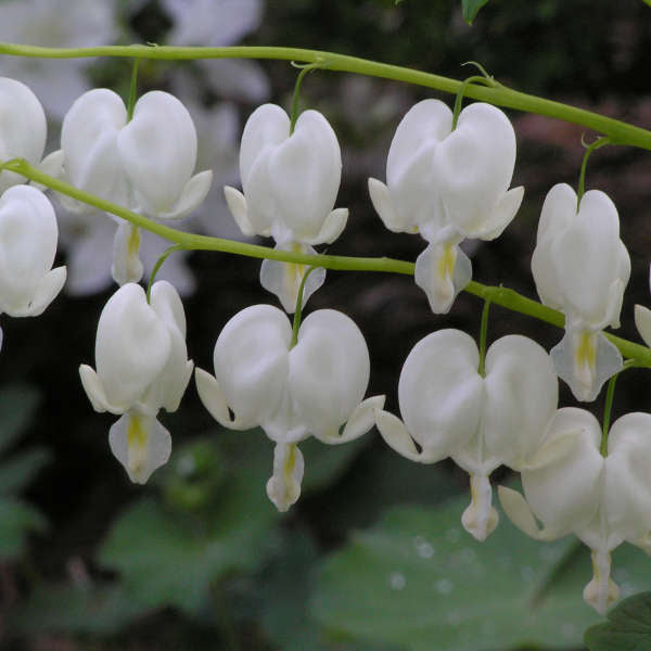 Lamprocapnos Flower Seeds White – Heirloom, Non-GMO, High Germination Seeds