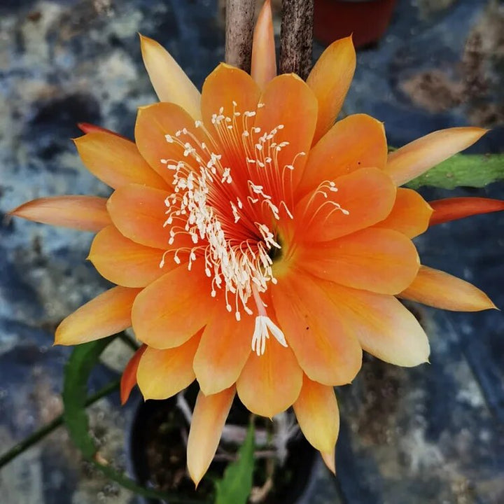 Orange Epiphyllum Oxypetalum Flower Seeds – Heirloom Non-GMO High Germination