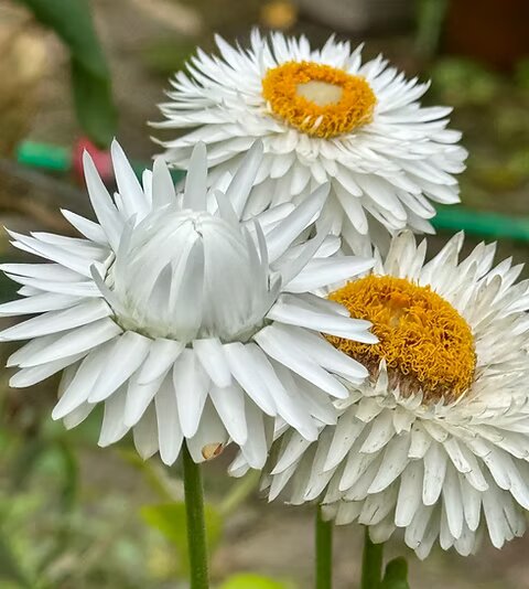 Helichrysum Flower Seeds White – Heirloom Non-GMO High Germination Seeds