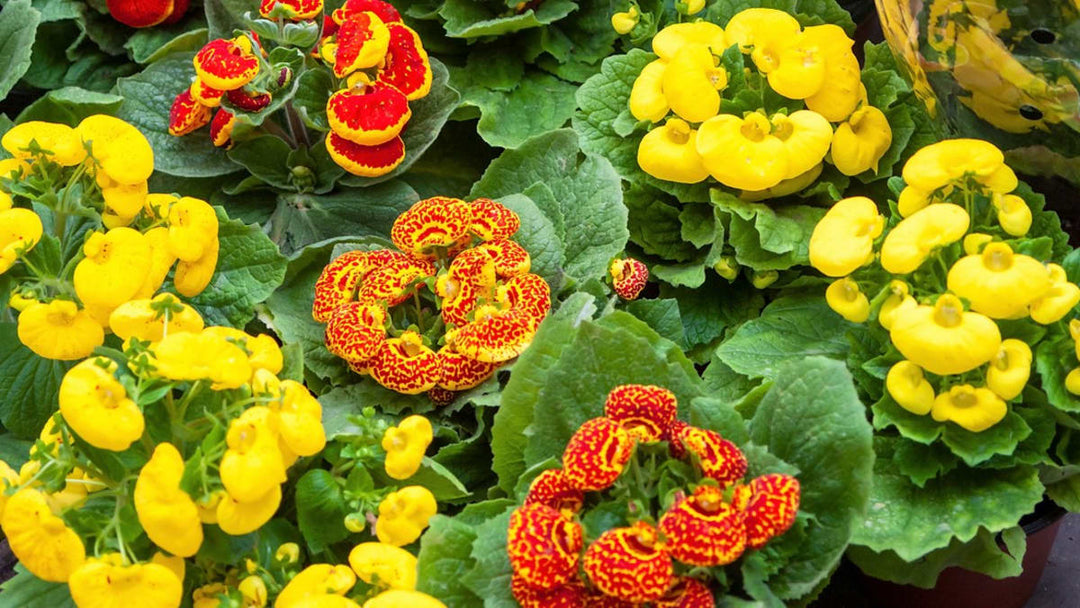Gemischte Frauenschuh-Blumensamen – Alte Sorte, gentechnikfrei, hohe Keimfähigkeit