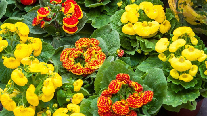 Gemischte Frauenschuh-Blumensamen – Alte Sorte, gentechnikfrei, hohe Keimfähigkeit