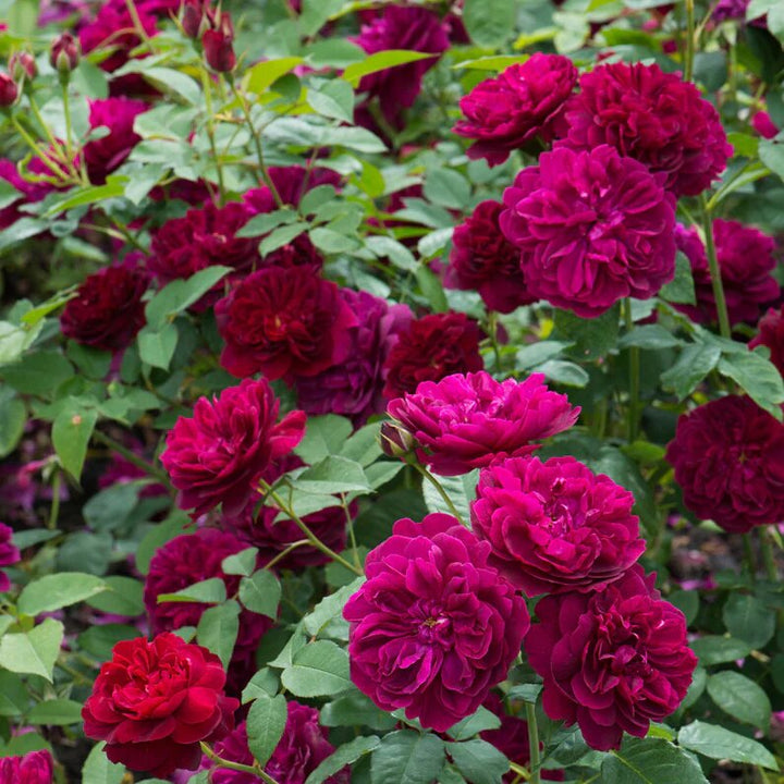 Red Osiria Rose Flower Seeds for Planting – Heirloom Non-GMO High Germination Organic Garden Seeds