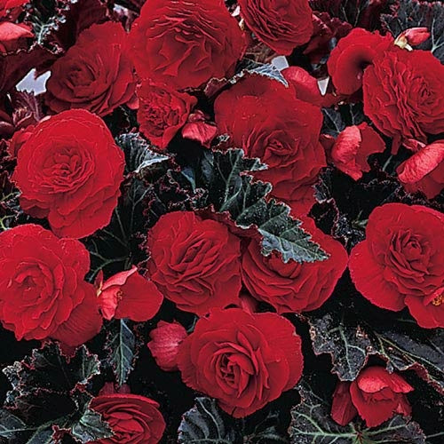 Maroon Begonia Flower Seeds for Planting – Heirloom Non-GMO High Germination Organic Seeds