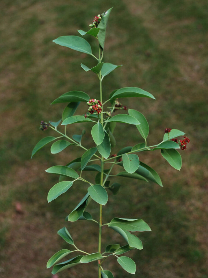 Sandalwood Plant Seeds – Fragrant &amp; Sacred Tree for Your Garden – Heirloom, Non-GMO, High Germination Seeds