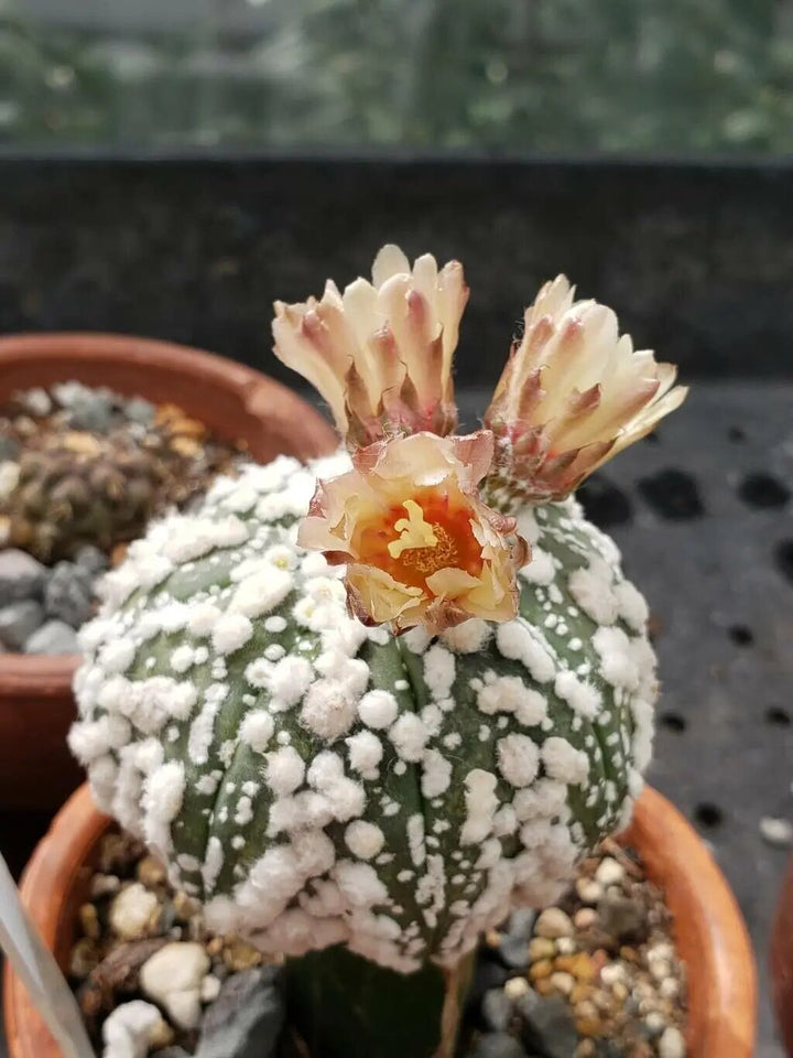 Astrophytum Asterias Flower Seeds for Planting – Heirloom Non-GMO High Germination Organic Seeds
