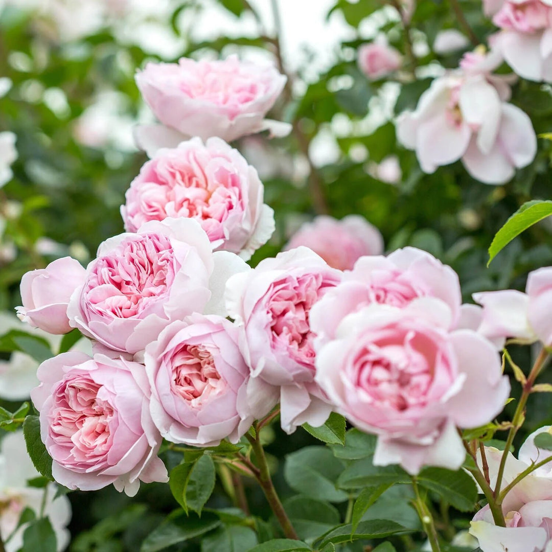 Austin Rose Flower Seeds Pale Pink Seeds for Planting Heirloom Non-GMO High Germination Organic Garden Seeds