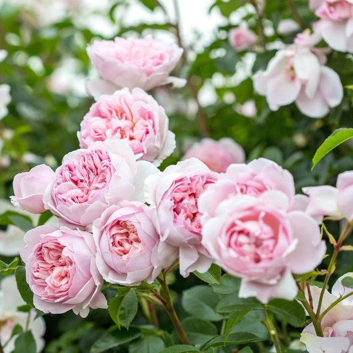 Austin Rose Flower Seeds Pale Pink Seeds for Planting Heirloom Non-GMO High Germination Organic Garden Seeds