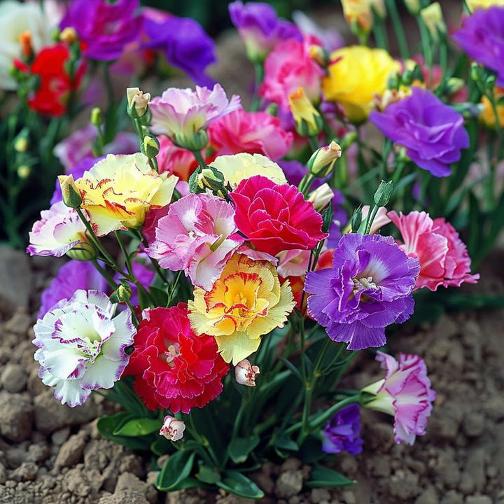Eustoma Mixed Flower Seeds – Heirloom Non-GMO High Germination Seeds