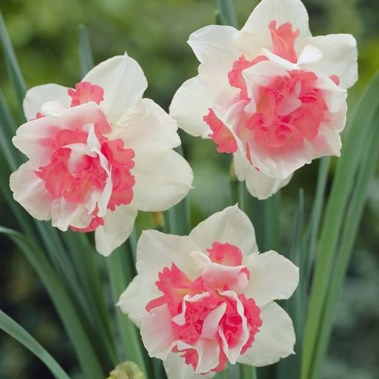 Daffodil Flower Seeds Pink White Heirloom Non-GMO High Germination Organic Garden Seeds for Planting