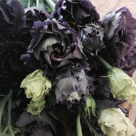 Black Lisianthus Flower Seeds – Heirloom, Non-GMO, High Germination Seeds