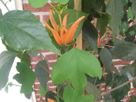 Passiflora Aurantia Blumensamen – Alte Sorte, gentechnikfrei, keimstarke Bio-Gartensamen zum Pflanzen