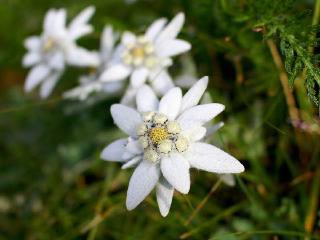 Edelweiss Flower Seeds White Heirloom Non-GMO High Germination Seeds