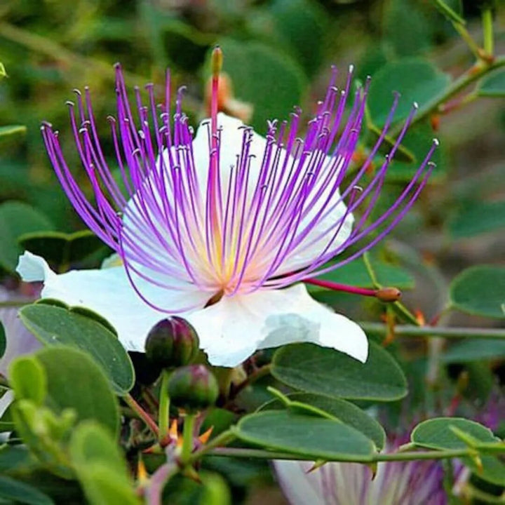 Capparis Flower Seeds – Heirloom, Non-GMO, High Germination Organic Garden Seeds