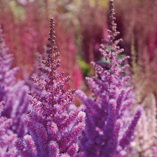 Astilbe Flower Seeds Purple for Planting Heirloom Non-GMO High Germination Organic Garden Seeds