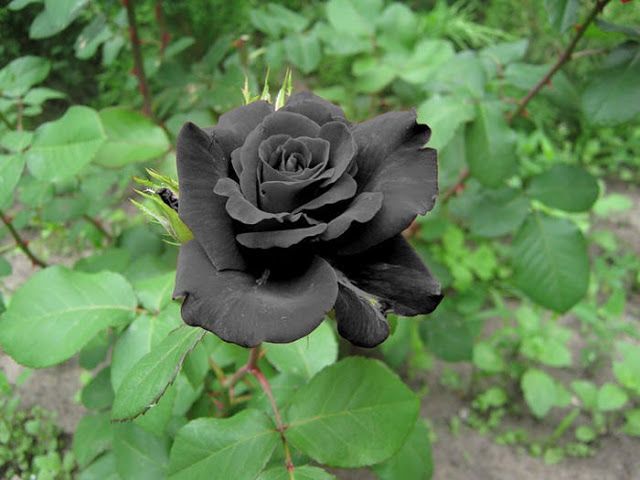 Rose Flower Seeds Black for Planting – Heirloom Non-GMO High Germination Organic Seeds
