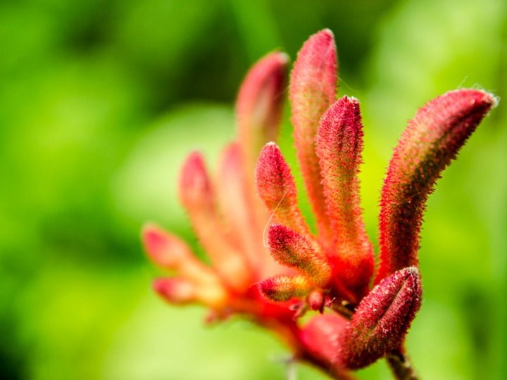 Red Kangaroo Paw Flower Seeds – Heirloom Non-GMO High Germination Organic Garden Seeds for Planting