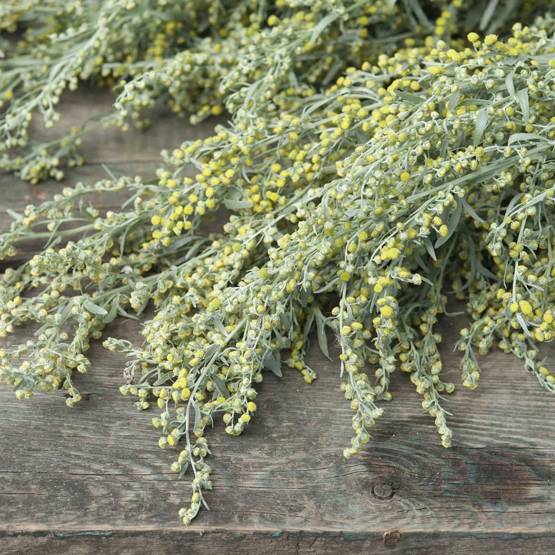 Green Absinthe herb seeds