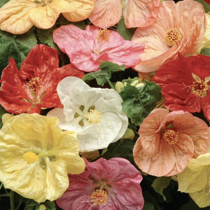 Mixed Abutilon Flower Seeds – Heirloom, Non-GMO, High Germination Seeds